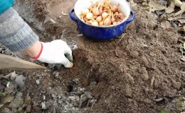 Features of planting onions before the winter: after which crops can be planted