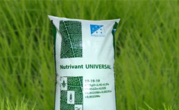 Correct feeding of winter wheat in spring: fertilizers and their application rates