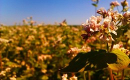 In which countries buckwheat is grown and like to eat, and also where the best buckwheat grows