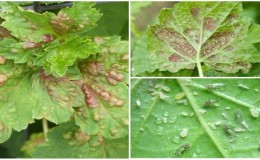 Why do red spots appear on currant leaves and how to deal with them