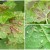 Why do red spots appear on currant leaves and how to deal with them