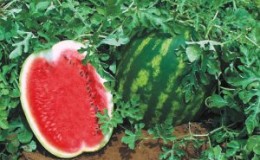 Early ripe hybrid watermelon