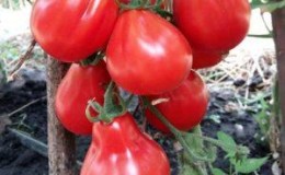 We grow a rich harvest of sweet and juicy tomatoes: tomato
