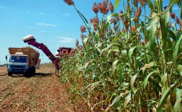 Step-by-step technology for growing sorghum from seed preparation to harvest