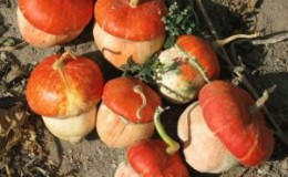 What does the decorative turban pumpkin 