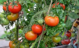 Characteristic features of the