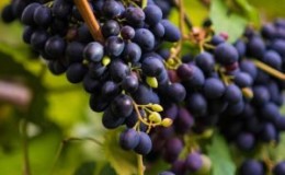 What grape variety is used to make Kindzmarauli wine