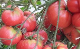 Pros and cons of tomato
