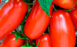A find for gourmets - tomato