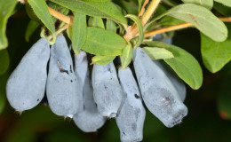 Early ripe dessert variety of Nizhegorodskaya early honeysuckle