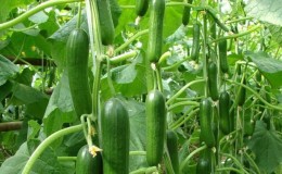 Very tasty and productive Stella cucumbers: we get to know the variety and try to grow it ourselves