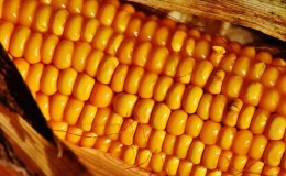Delicious and sweet bonduelle corn variety: ideal for preservation and fresh consumption