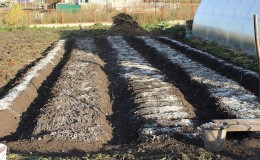 Step-by-step instructions for preparing a bed for onions in the fall