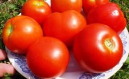 One of the sweetest greenhouse varieties is the Alexander the Great tomato