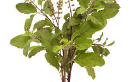 Thin-colored basil - uses and benefits