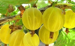 The Yarovaya gooseberry variety, unpretentious to care for, is ideal for the most delicious preparations