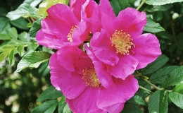 When and how to propagate rose hips by cuttings in summer correctly
