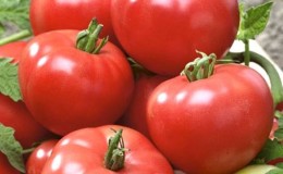Hybrid tomato