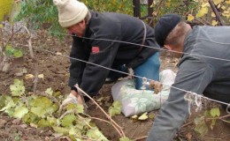 Preparing grapes for winter: the secrets of processing in the fall before shelter