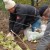 Preparing grapes for winter: the secrets of processing in the fall before shelter
