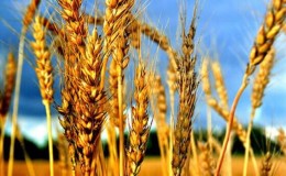 What is the effect of nitrate on wheat and how is it used for fertilization