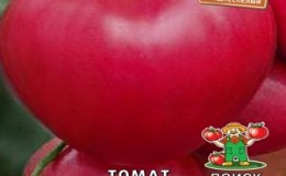 Salad variety with fleshy pulp - tomato