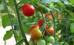The favorite of domestic summer residents, the most unpretentious in care and at the same time high-yielding tomato