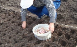 How and what to process garlic before planting for the winter: rules for preparing planting material and useful tips