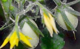 Secrets of caring for tomatoes to increase yields: how to feed tomatoes during flowering and fruiting