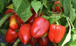 A selection of the best varieties of sweet peppers for outdoor use