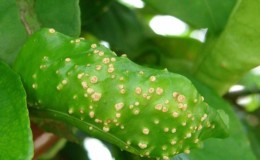 How to Treat Homemade Lemon Diseases