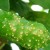 How to Treat Homemade Lemon Diseases