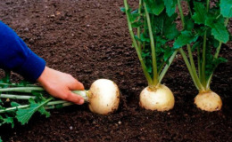 Growing and caring for turnips in the open field