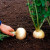 Growing and caring for turnips in the open field