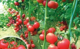 Early ripe, undersized, pink tomato variety