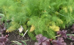 Why does dill turn yellow in the garden and what to do to prevent it