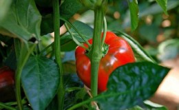 Why peppers don't grow: possible causes of the problem and methods of solving them