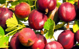 Favorable conditions for growing berries: what kind of soil gooseberries like and how to enrich it correctly