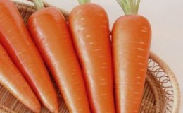Juicy and sweet hybrid of carrots Abaco F1 with a high yield