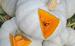 Popular among farmers pumpkin
