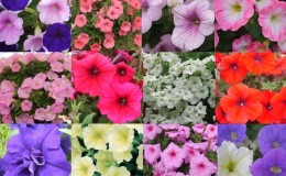 Types and best varieties of perennial petunias