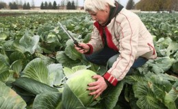 When is it better to chop cabbage for pickling