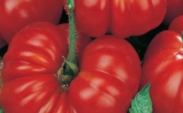 How to grow and where to use tomato