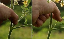 We form bushes correctly: do undersized tomatoes stepchild and which varieties do not require this stage