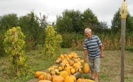 Harvesting on time: when to harvest pumpkin and how to determine its ripeness in the garden