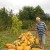 Harvesting on time: when to harvest pumpkin and how to determine its ripeness in the garden