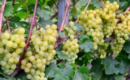 Is it possible to accelerate the ripening of grapes in August and how to do it