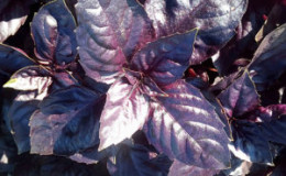 Fast growing Rosie basil with excellent taste and aroma
