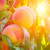 How to properly prune peaches in the summer: schemes and procedure