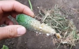 Why does gray rot appear on cucumbers and how to deal with it